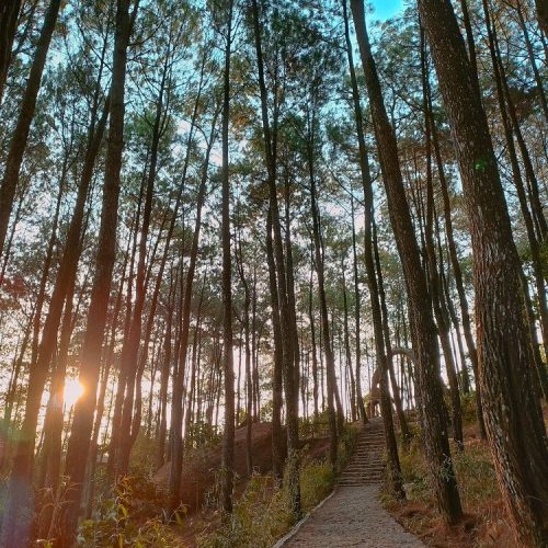 Nasi Box di Hutan Pinus1